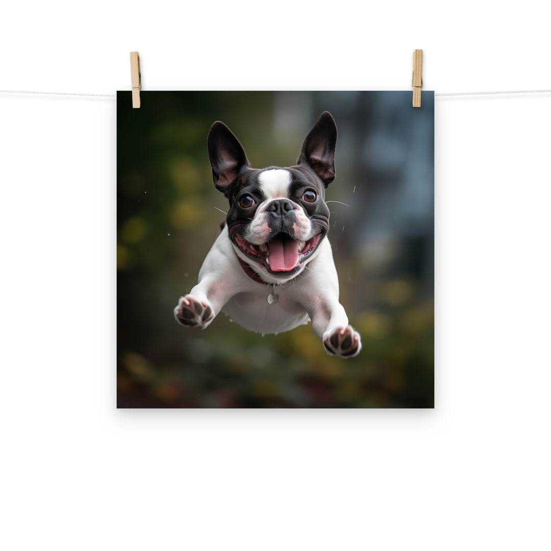 Boston Terrier Photo paper poster - PosterfyAI.com