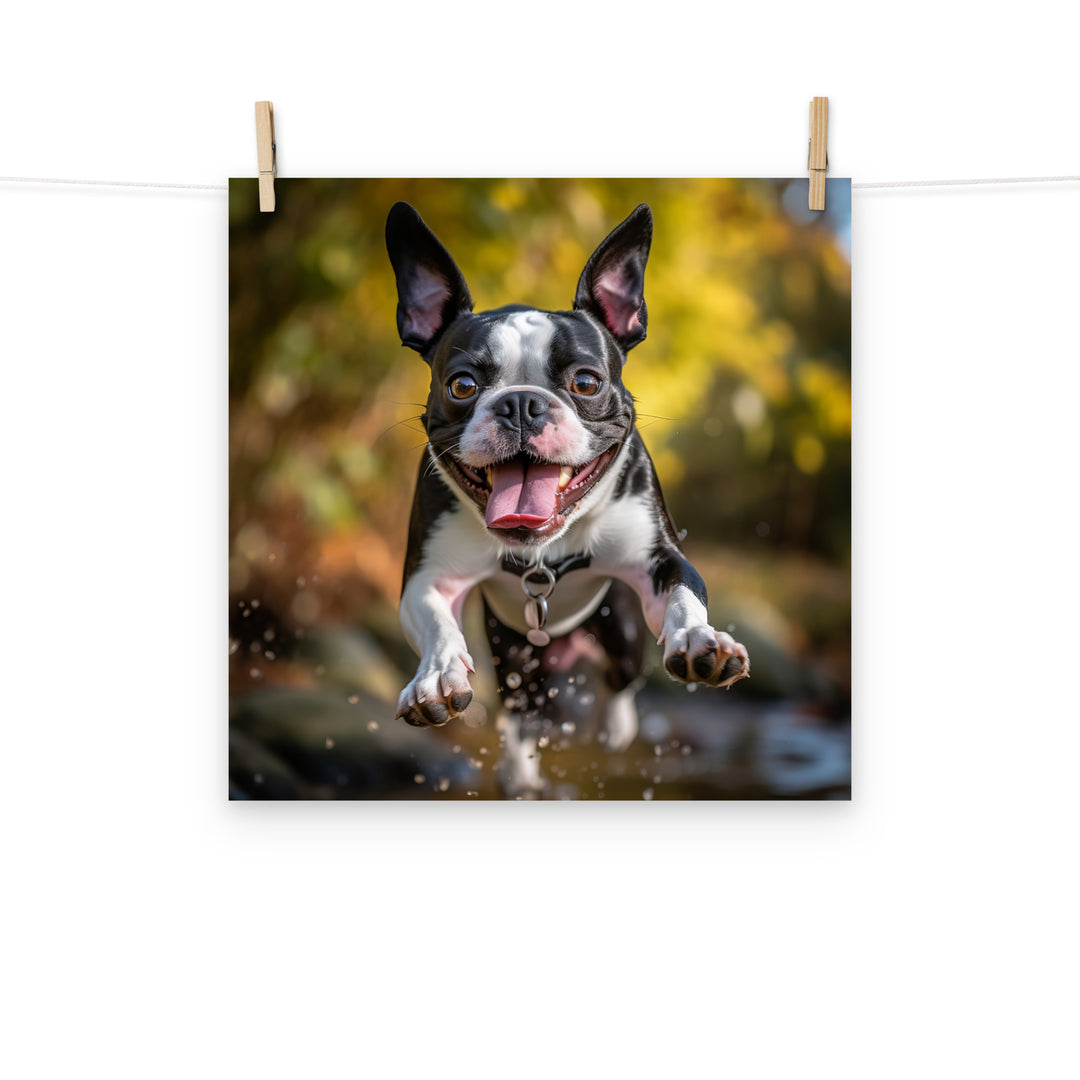 Boston Terrier Photo paper poster - PosterfyAI.com