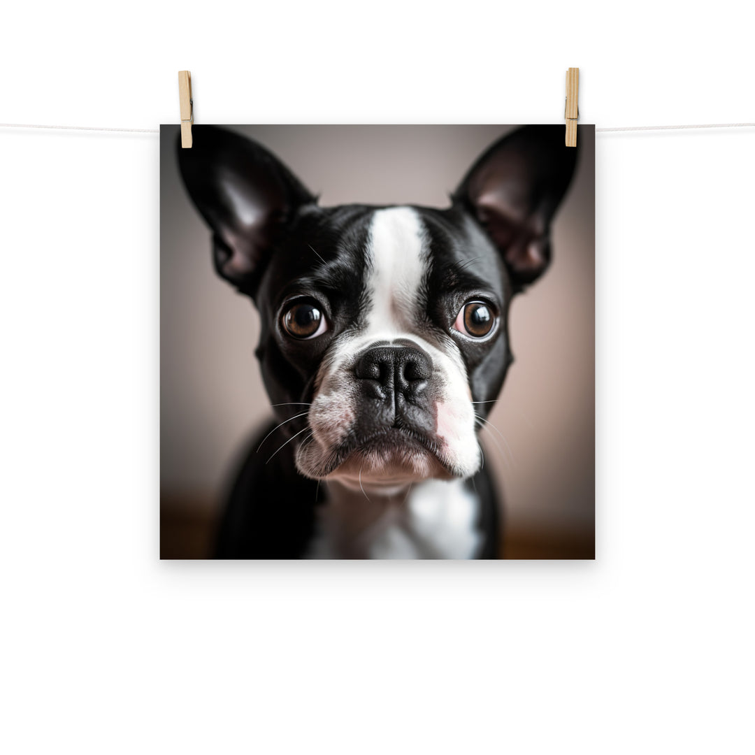 Boston Terrier Photo paper poster - PosterfyAI.com