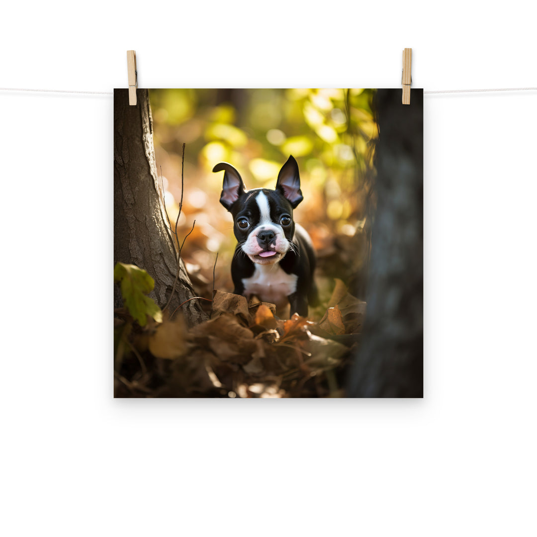 Boston Terrier Photo paper poster - PosterfyAI.com
