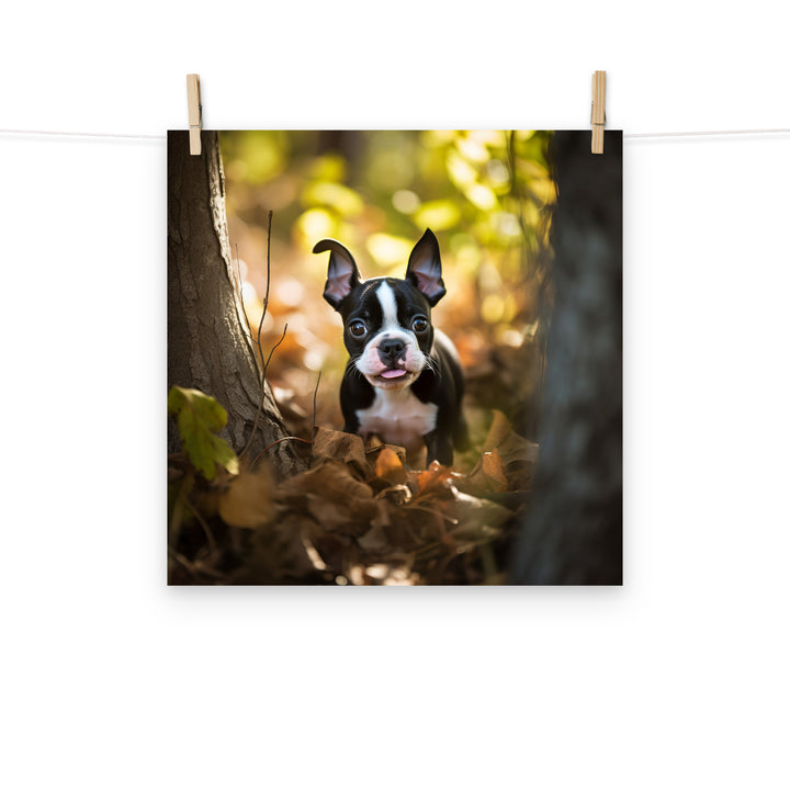 Boston Terrier Photo paper poster - PosterfyAI.com