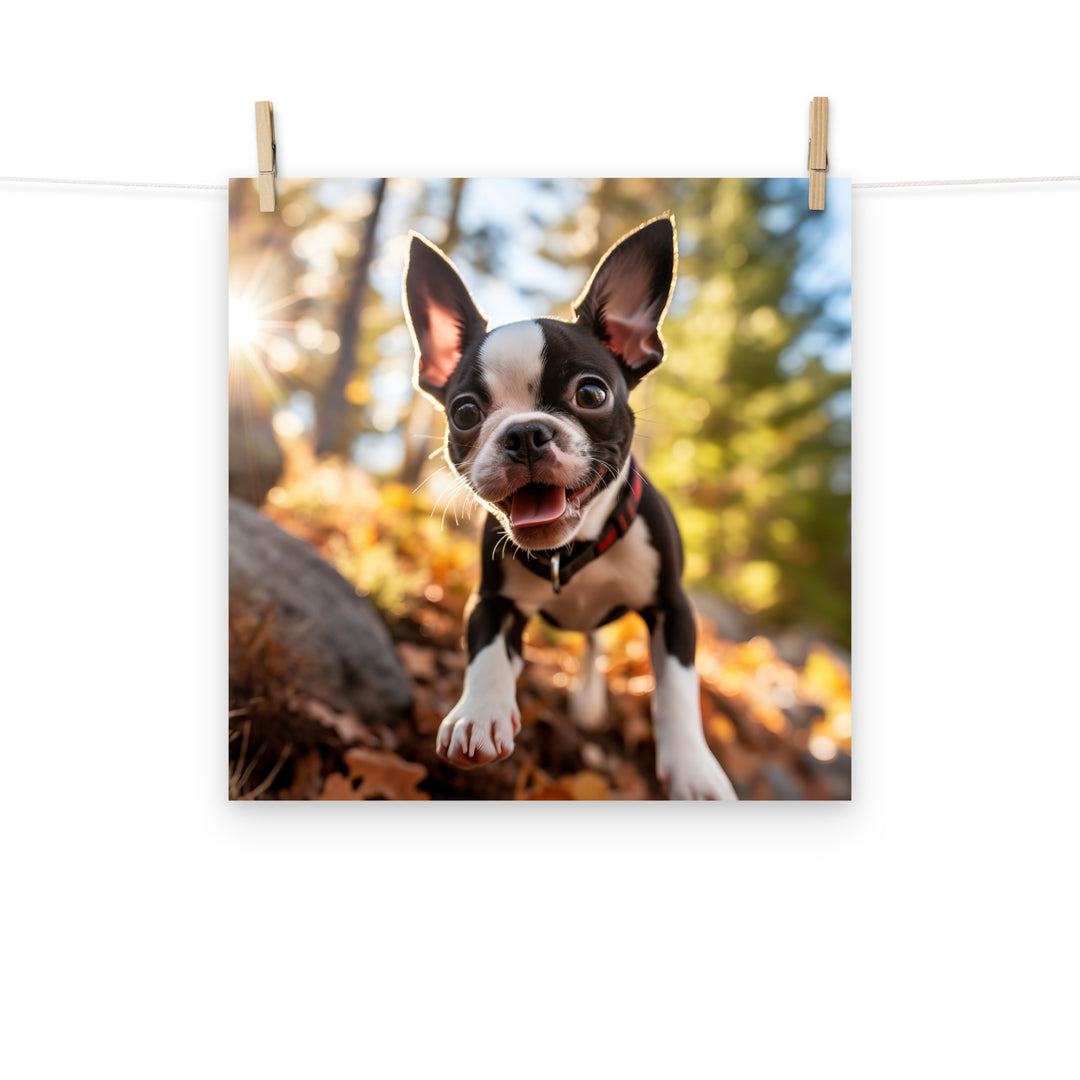 Boston Terrier Photo paper poster - PosterfyAI.com