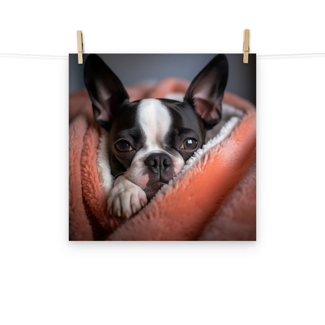 Boston Terrier Photo paper poster - PosterfyAI.com