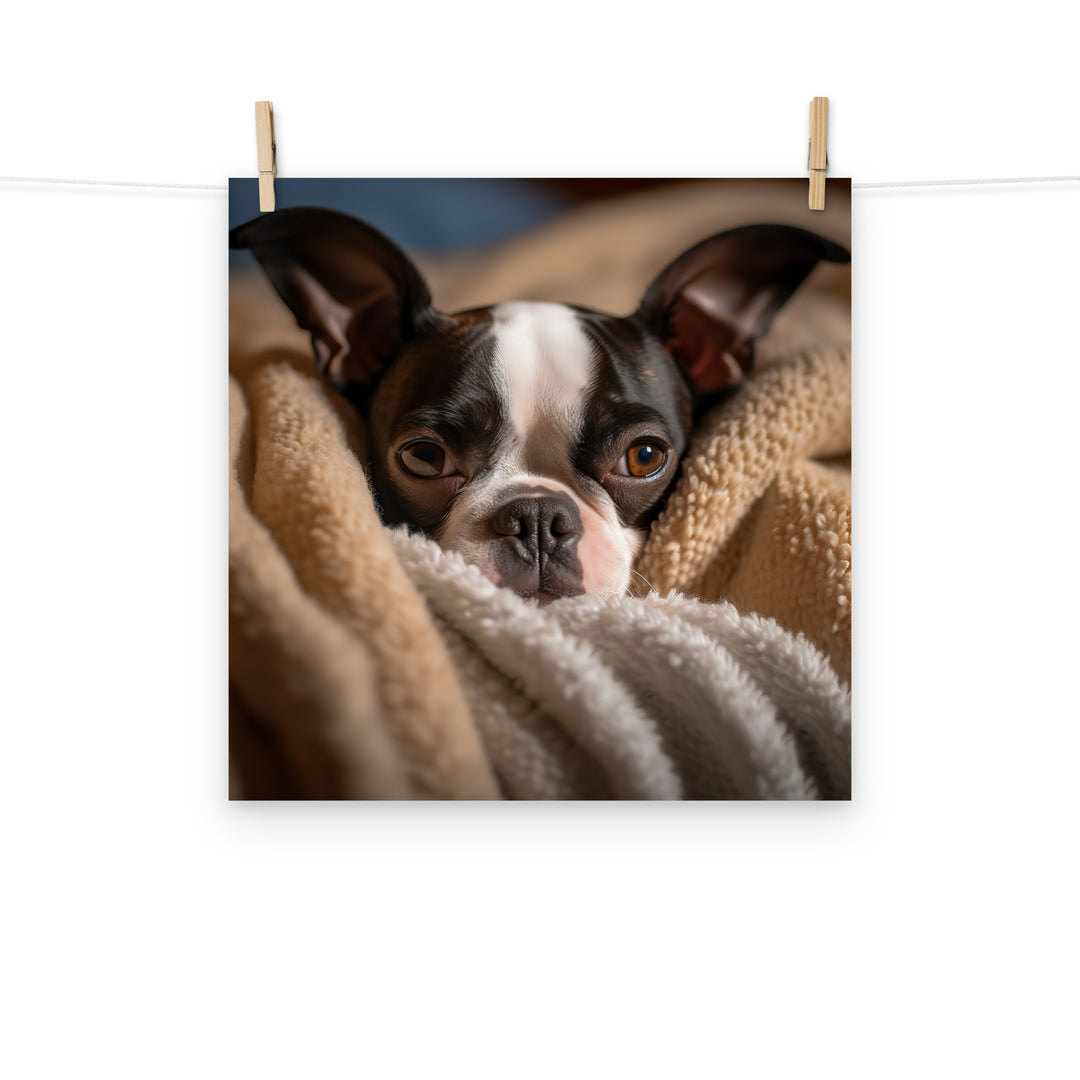 Boston Terrier Photo paper poster - PosterfyAI.com