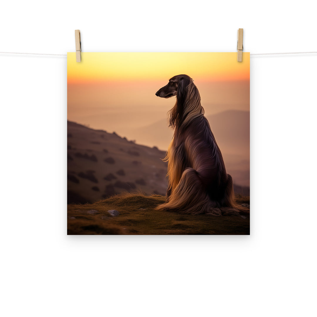Afghan Hound Photo paper poster - PosterfyAI.com