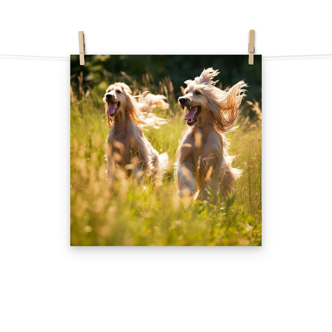 Afghan Hound Photo paper poster - PosterfyAI.com
