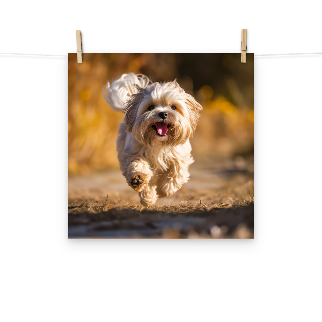 Lhasa Apso Photo paper poster - PosterfyAI.com