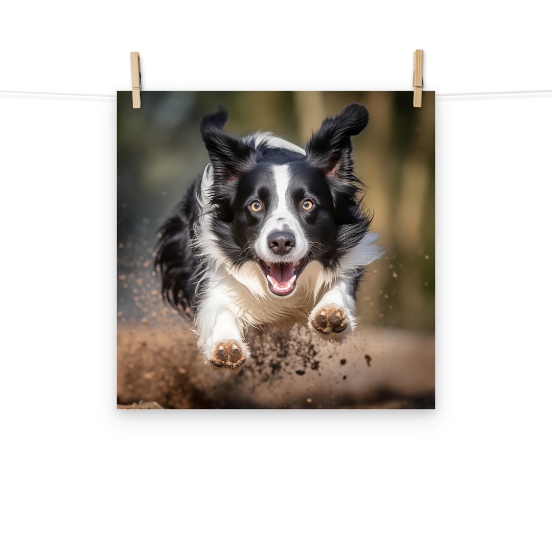 Border Collie Photo paper poster - PosterfyAI.com