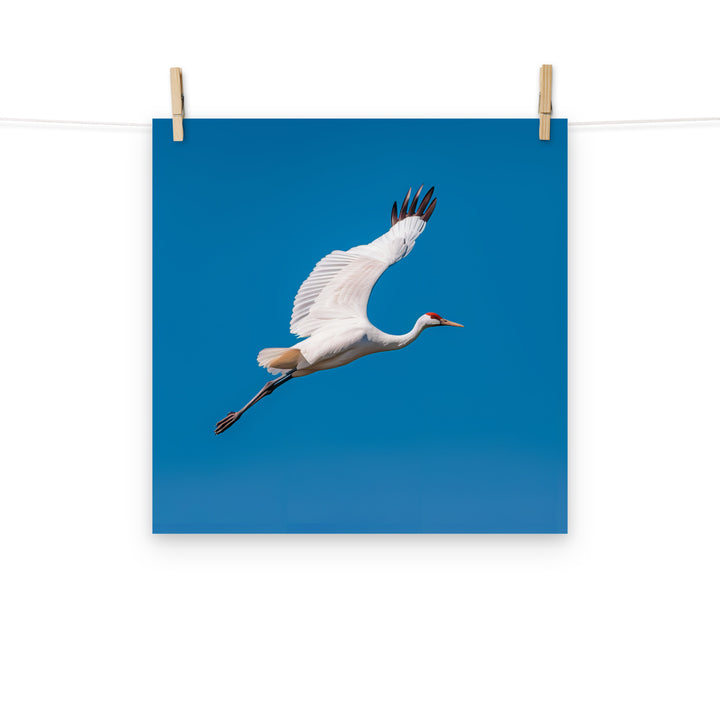 Crane Photo paper poster - PosterfyAI.com
