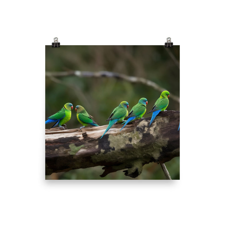Rainbow Parakeets Photo paper poster - PosterfyAI.com