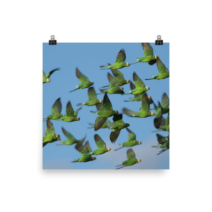 Parakeet Flight Photo paper poster - PosterfyAI.com