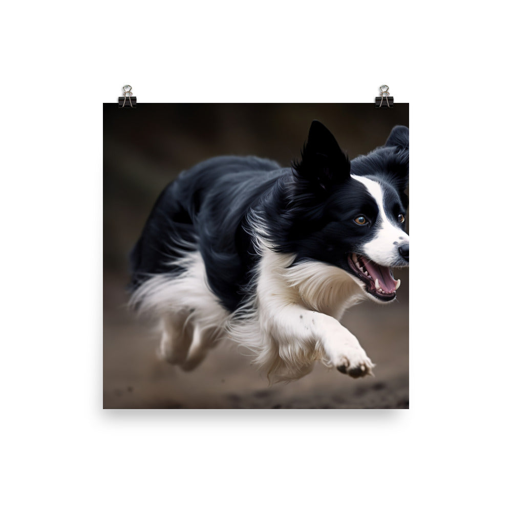 Energetic Border Collie in Action Photo paper poster - PosterfyAI.com