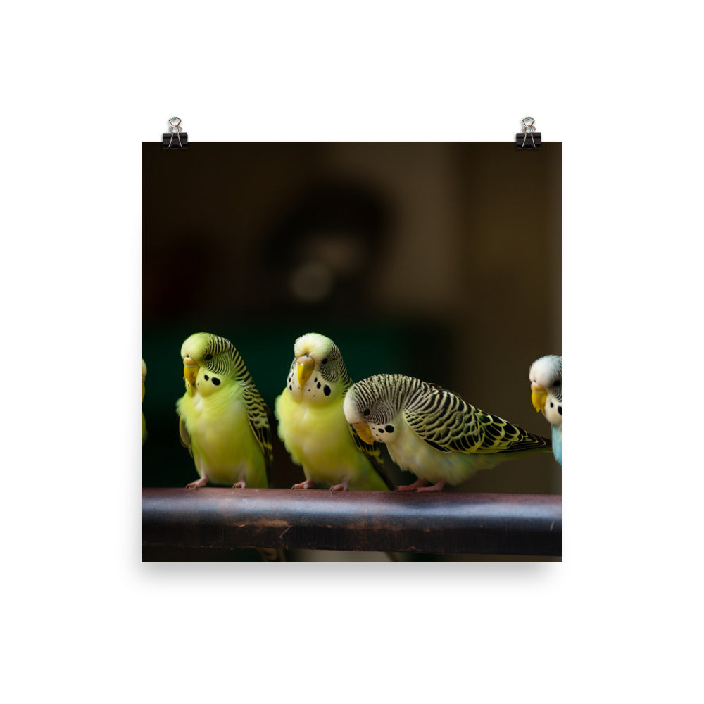 Budgerigar Photo paper poster - PosterfyAI.com
