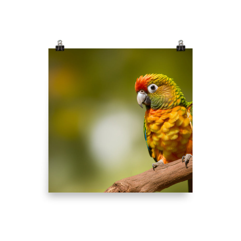 A colorful Conure perched on a branch Photo paper poster - PosterfyAI.com