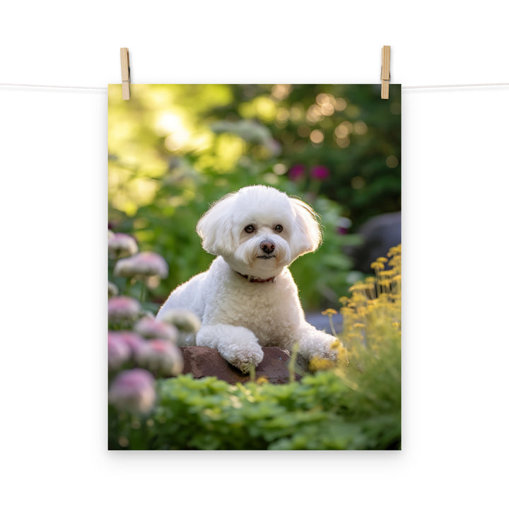 Bichon Frise Photo paper poster - PosterfyAI.com