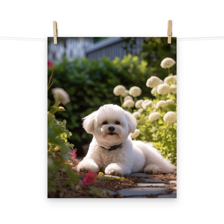 Bichon Frise Photo paper poster - PosterfyAI.com