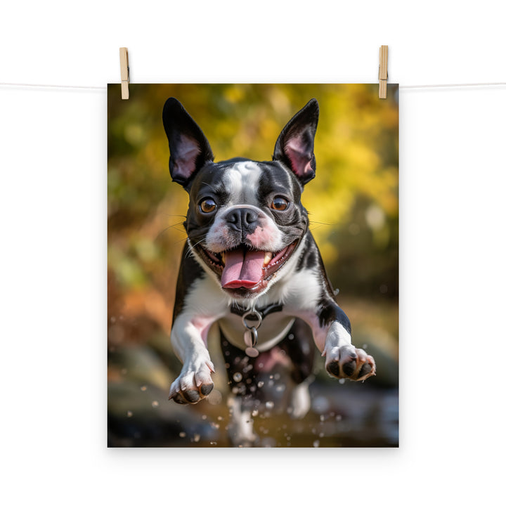Boston Terrier Photo paper poster - PosterfyAI.com