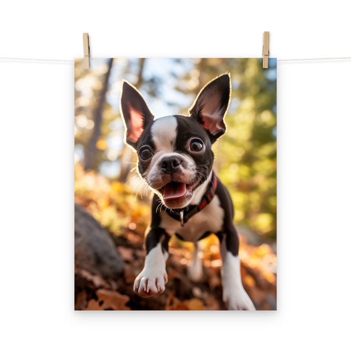 Boston Terrier Photo paper poster - PosterfyAI.com
