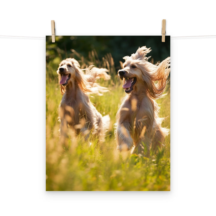 Afghan Hound Photo paper poster - PosterfyAI.com