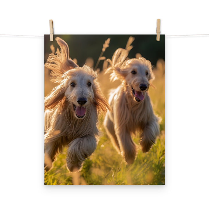 Afghan Hound Photo paper poster - PosterfyAI.com