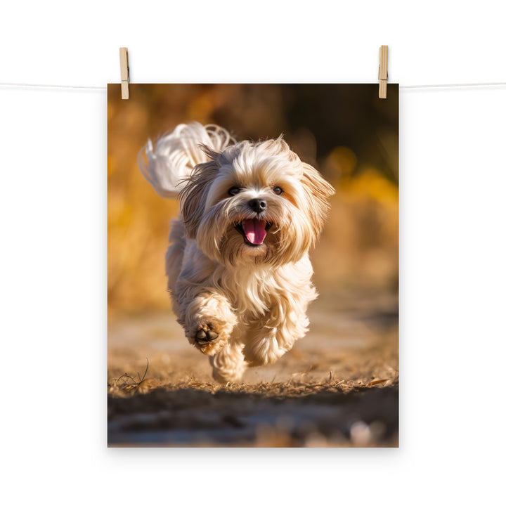 Lhasa Apso Photo paper poster - PosterfyAI.com