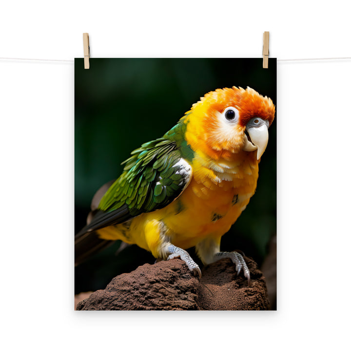 Caique Photo paper poster - PosterfyAI.com