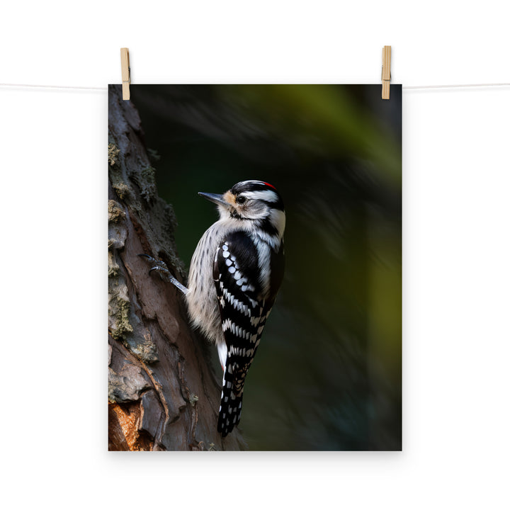 Woodpecker Photo paper poster - PosterfyAI.com