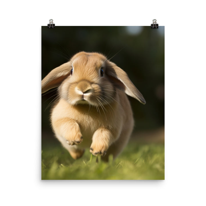 Holland Lop Photo paper poster - PosterfyAI.com