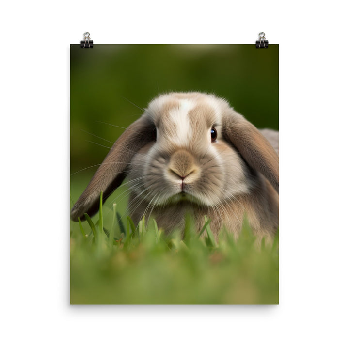 Holland Lop Photo paper poster - PosterfyAI.com
