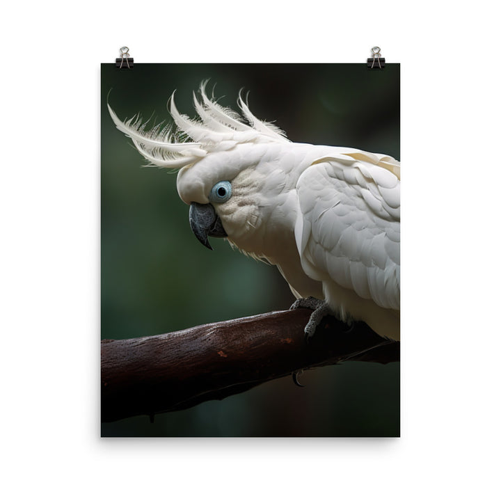 Umbrella Cockatoo Photo paper poster - PosterfyAI.com