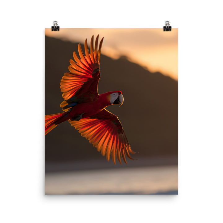 Scarlet Macaw flying over a beach at sunset Photo paper poster - PosterfyAI.com