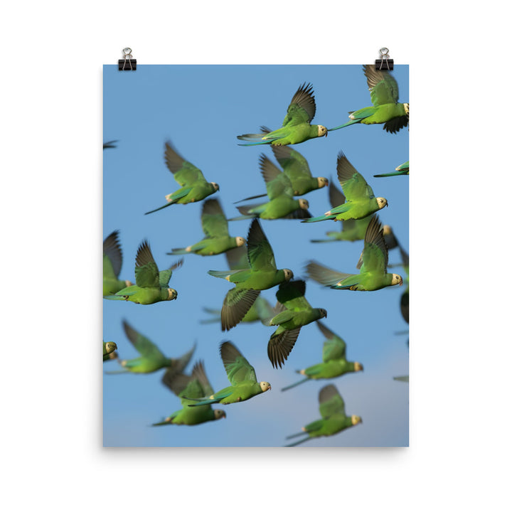 Parakeet Flight Photo paper poster - PosterfyAI.com