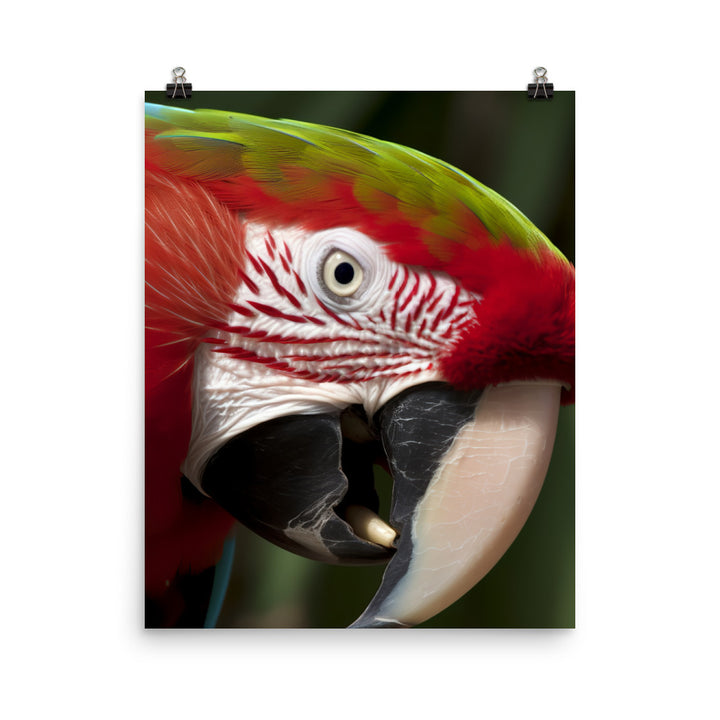Green winged Macaw eating a nut Photo paper poster - PosterfyAI.com