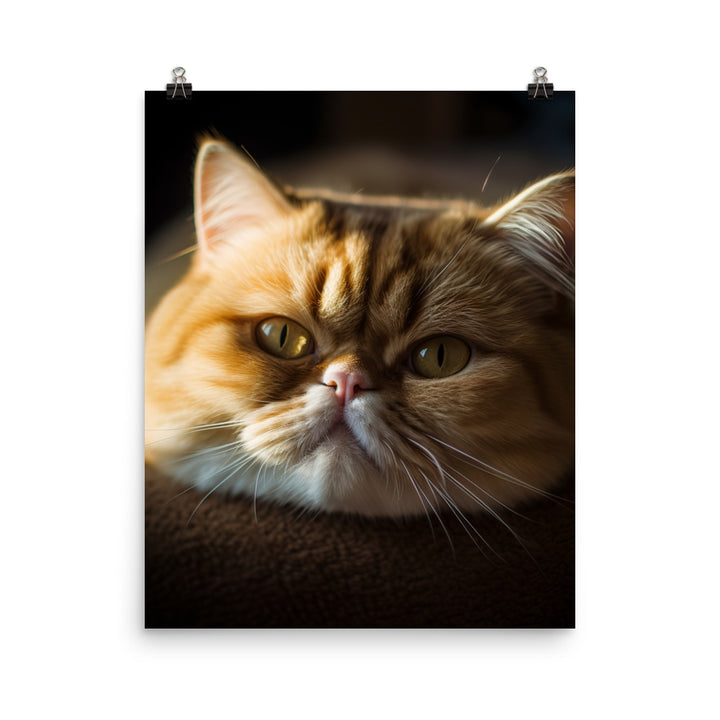 Exotic Shorthair Cat Photo paper poster - PosterfyAI.com