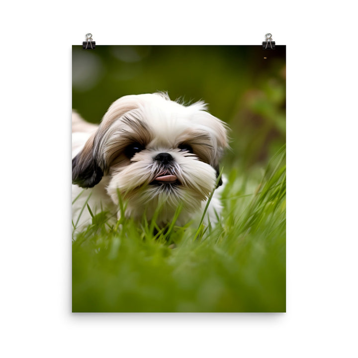 Playful Shih Tzu Enjoying the Outdoors Photo paper poster - PosterfyAI.com