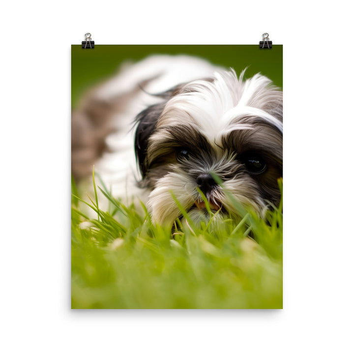 Playful Shih Tzu Enjoying the Outdoors Photo paper poster - PosterfyAI.com