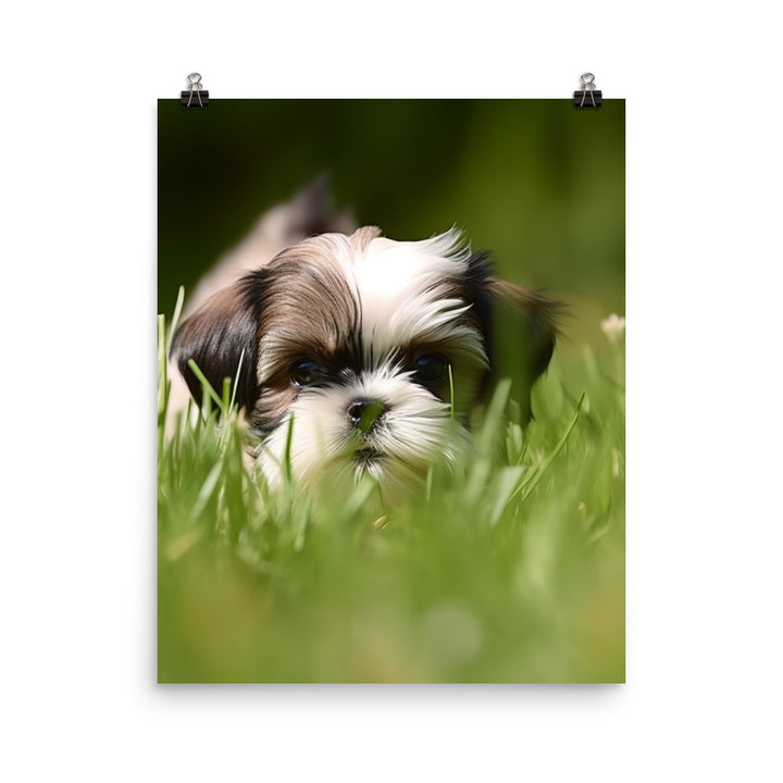 Playful Shih Tzu Enjoying the Outdoors Photo paper poster - PosterfyAI.com