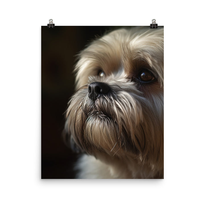 Lhasa Apso Gaze Photo paper poster - PosterfyAI.com