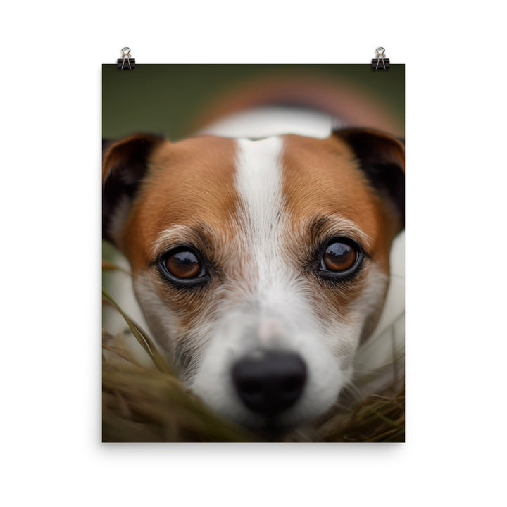 Jack Russell Terriers Inquisitive Stare Photo paper poster - PosterfyAI.com