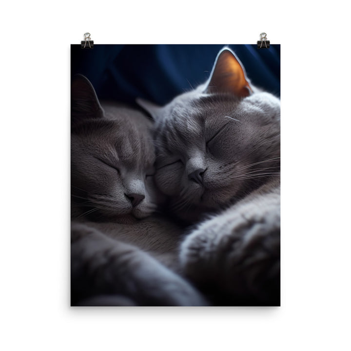 British Shorthair Cat Photo paper poster - PosterfyAI.com