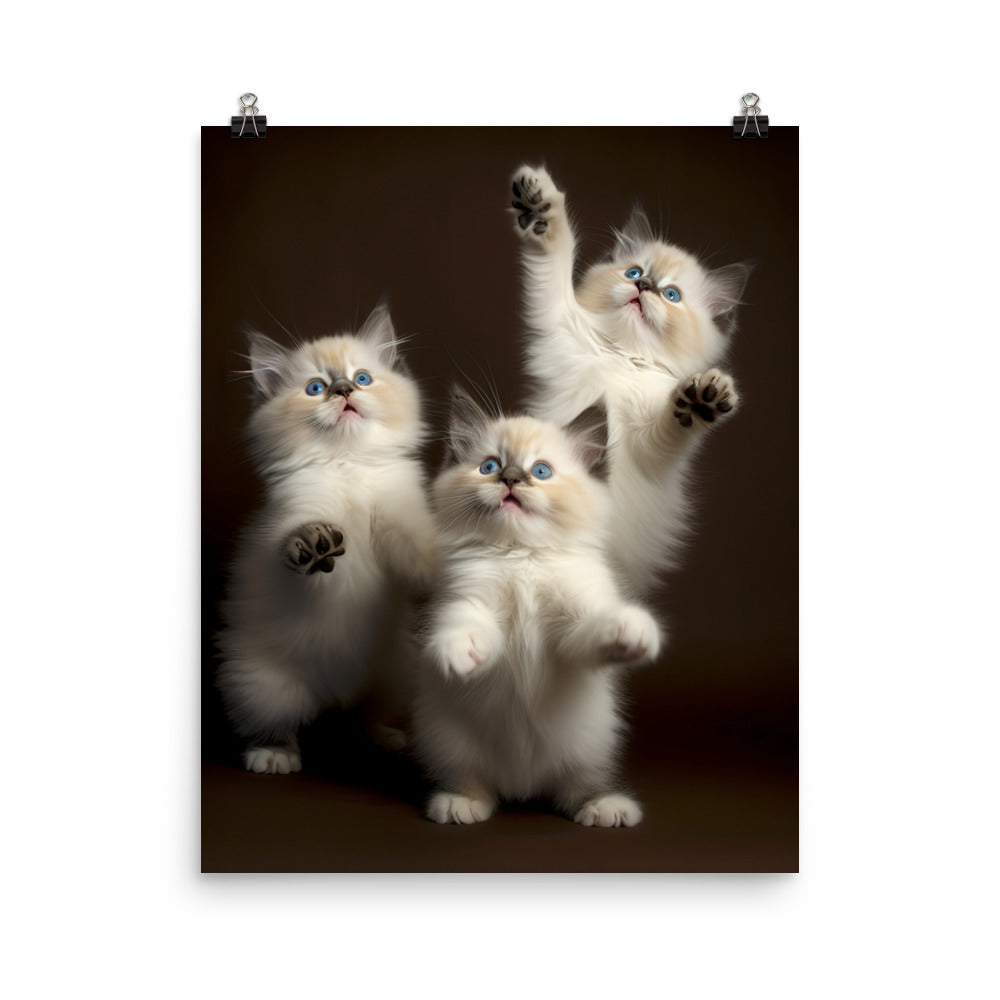 Ragdoll Kittens Photo paper poster - PosterfyAI.com