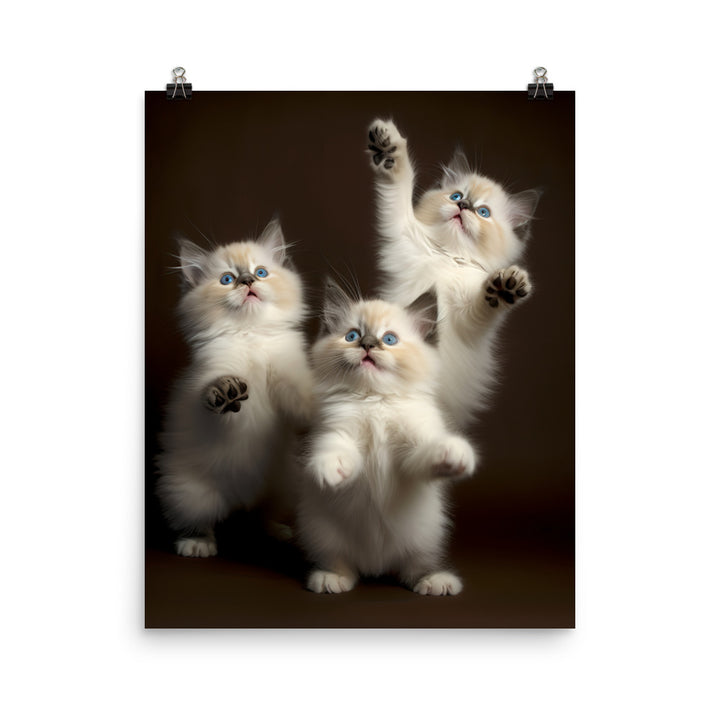 Ragdoll Kittens Photo paper poster - PosterfyAI.com
