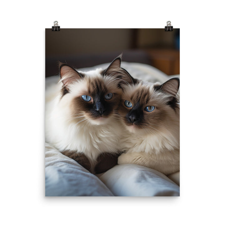 Ragdoll Companions Photo paper poster - PosterfyAI.com