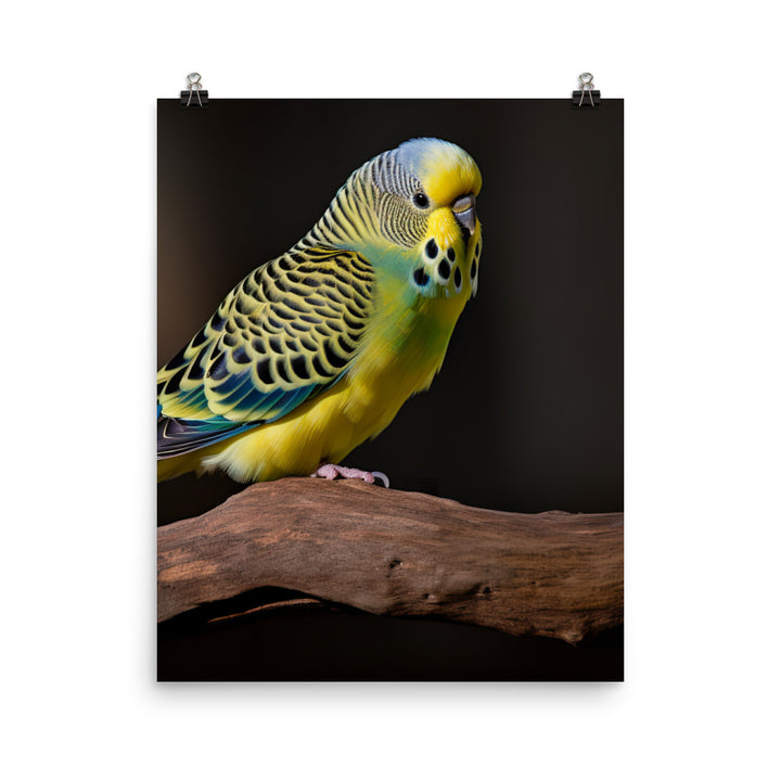 Cheerful Budgie on a Perch Photo paper poster - PosterfyAI.com