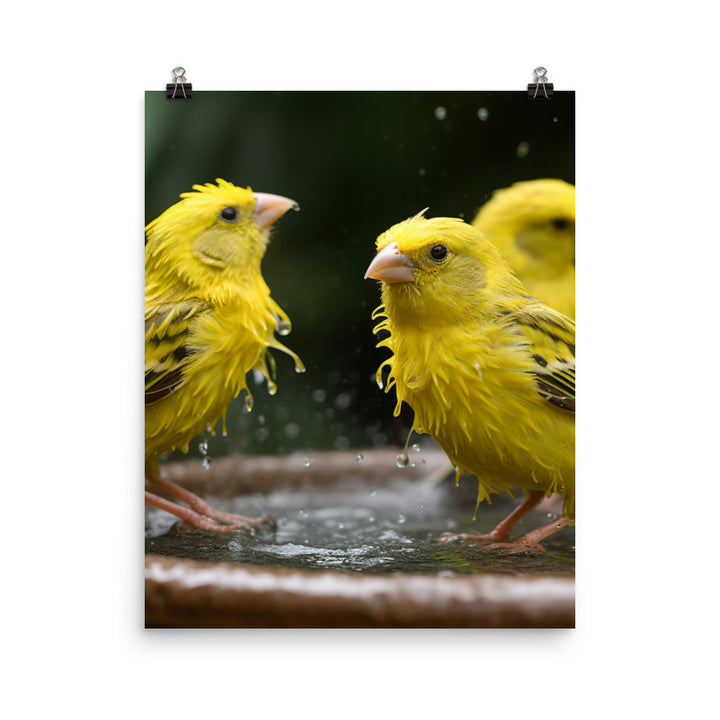 Canaries enjoying a bath Photo paper poster - PosterfyAI.com