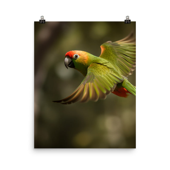 A Conure in mid flight Photo paper poster - PosterfyAI.com