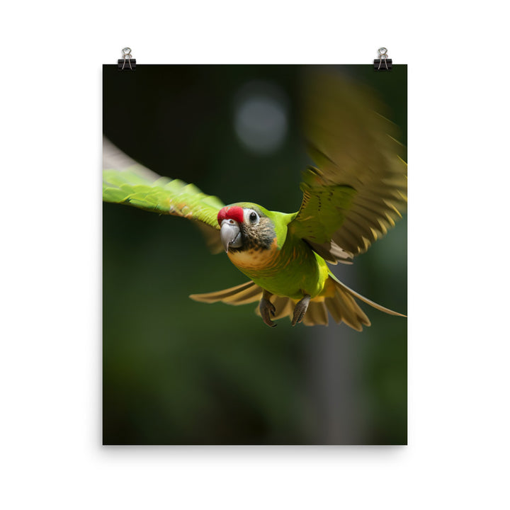 A Conure in mid flight Photo paper poster - PosterfyAI.com