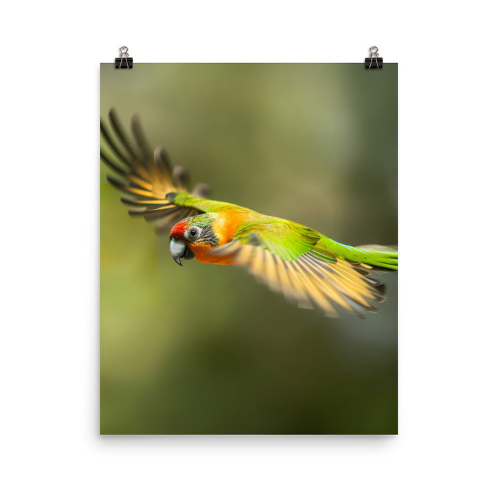 A Conure in mid flight Photo paper poster - PosterfyAI.com