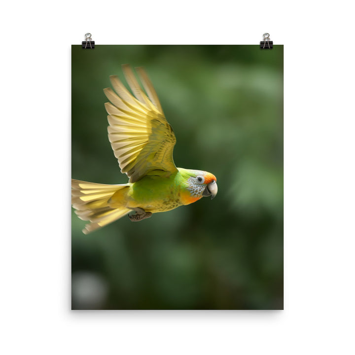 A Conure in mid flight Photo paper poster - PosterfyAI.com