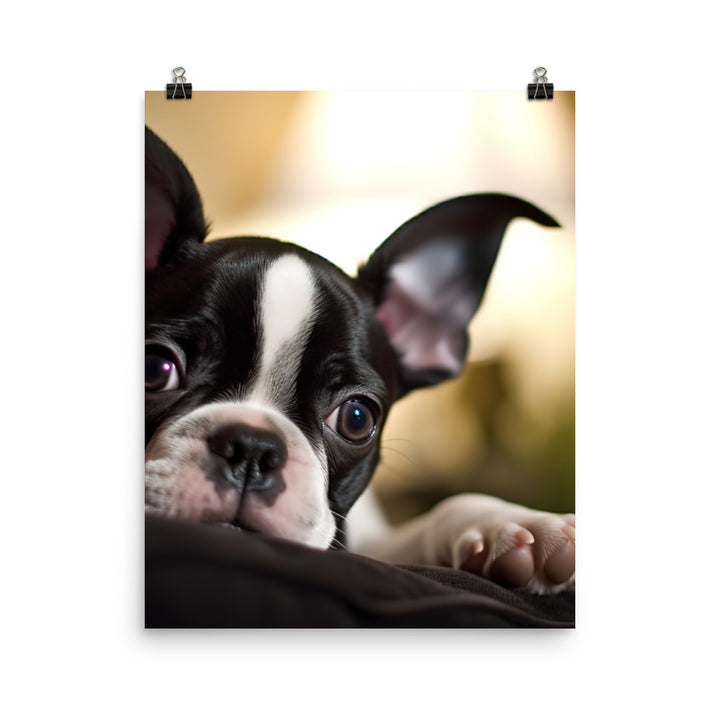 Boston Terrier Pup at Home Photo paper poster - PosterfyAI.com